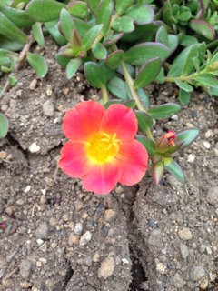 image-20130519202600.png