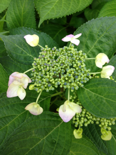 image-20130523054221.png